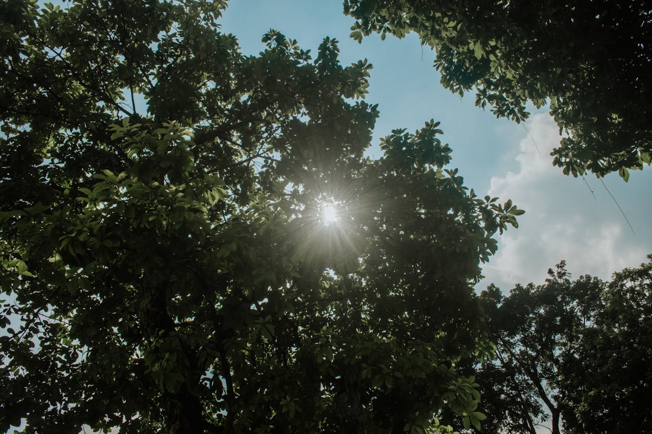 Sunlight coming through the trees